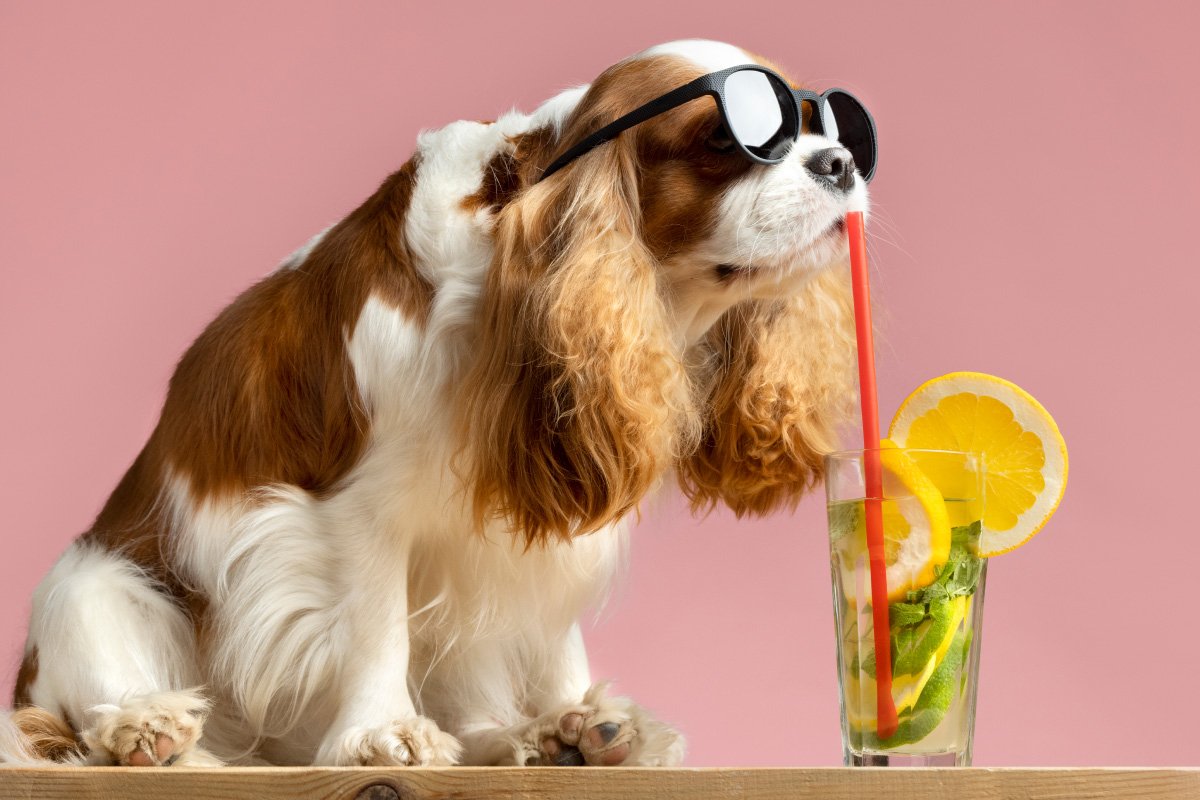 Alimentando seu pet no verão: dicas para uma dieta fresca e nutritiva